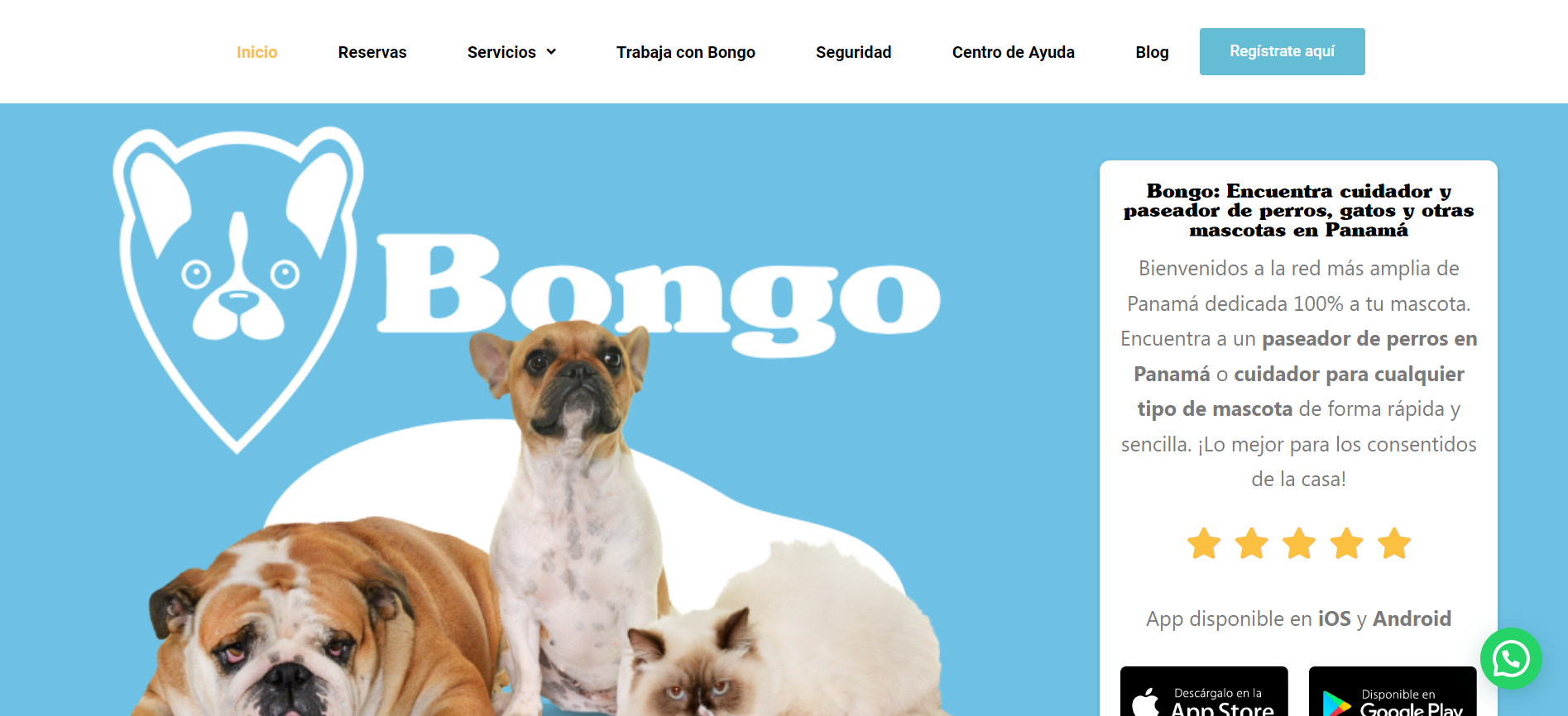 Domínio em SEO: Como a Chili cresceu, 239% em Posicionamento de Palavra-chave no site Bongo?